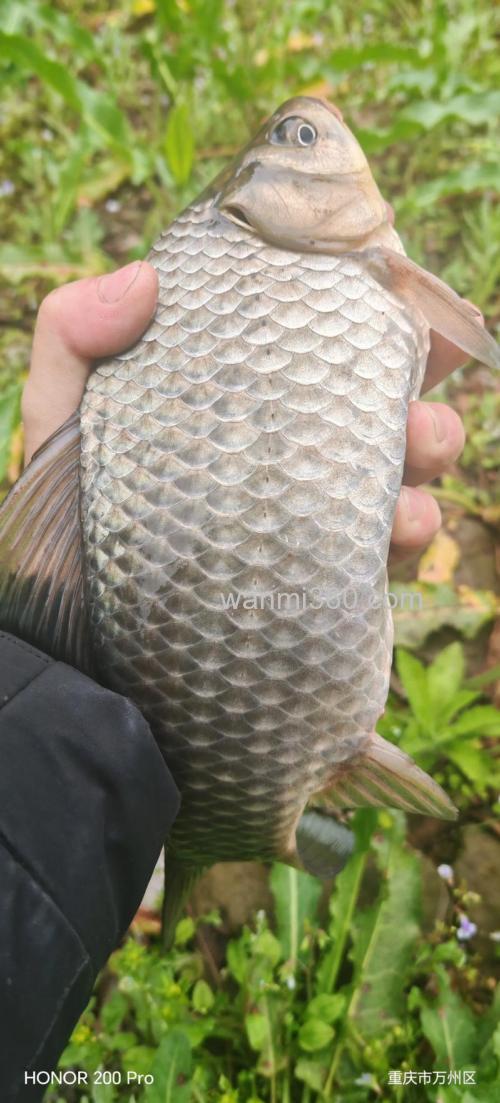 肥肉钓鲫鱼效果怎样？