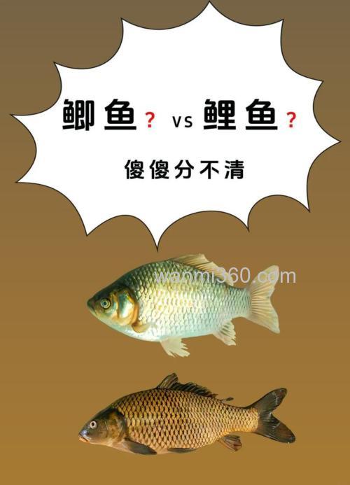 鲤鱼和鲫鱼杂交叫什么