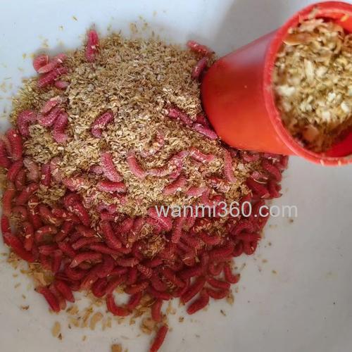 现在钓鱼用啥鱼饵好，蚯蚓都不吃？
