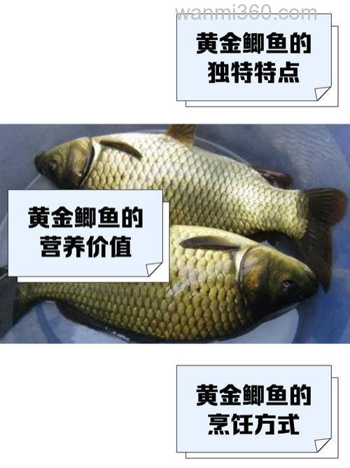黄金鲫和银鲫的饵料一样吗？