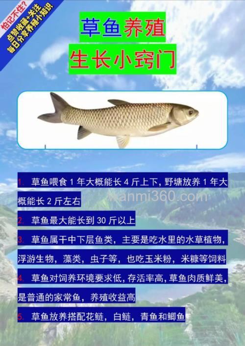 在养殖的鱼塘里,如何才能钓到大草鱼?