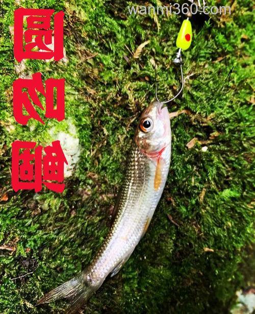 秋天用这几招钓鳊鱼