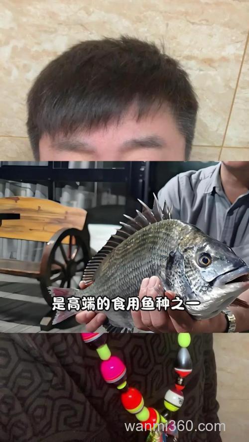 黑鲷霸王自制钓饵？