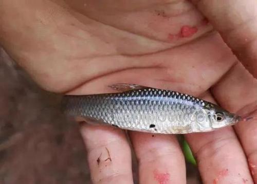 钓鱼怎么避开麦穗鱼?抓麦穗鱼用什么诱饵