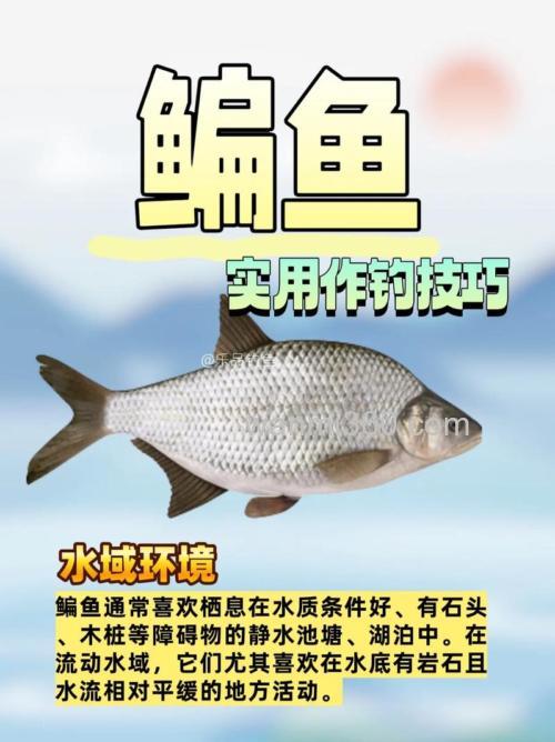 只要掌握垂钓技巧,可以轻松钓获鳊鱼