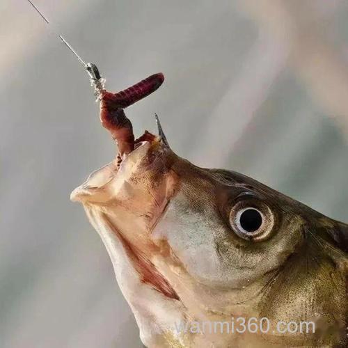 蚯蚓钓鲤鱼难上钩?