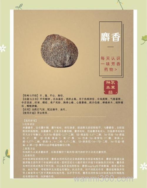 麝香饵料搭配？