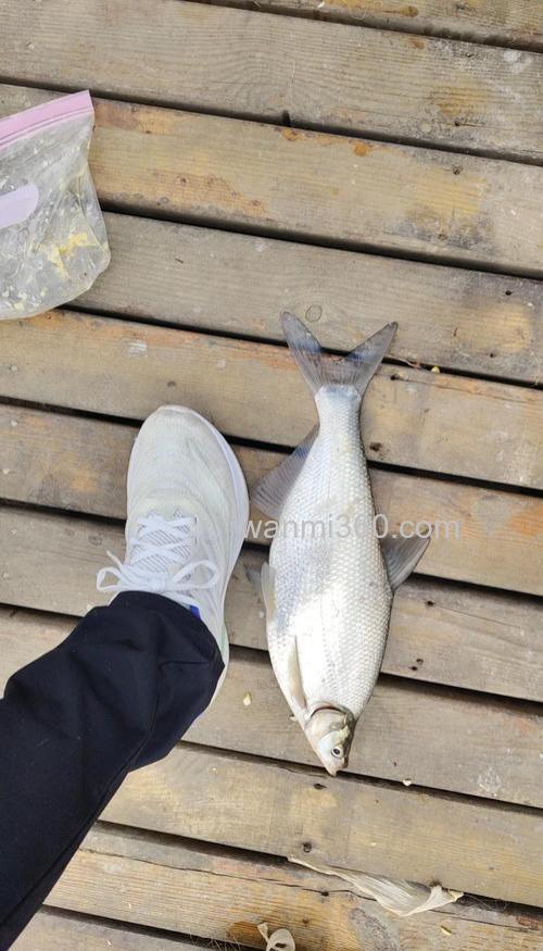 外出垂钓鳊鱼