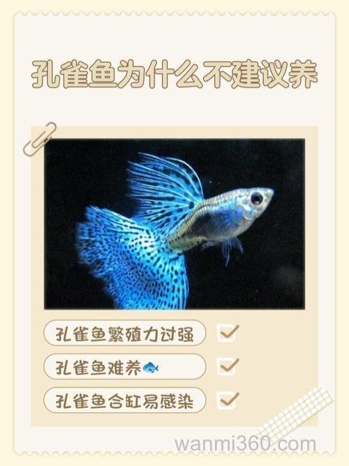 孔雀鱼能长多大？孔雀鱼为什么不建议养？