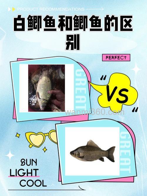 白鲫鱼:品种揭秘与野生与否大起底