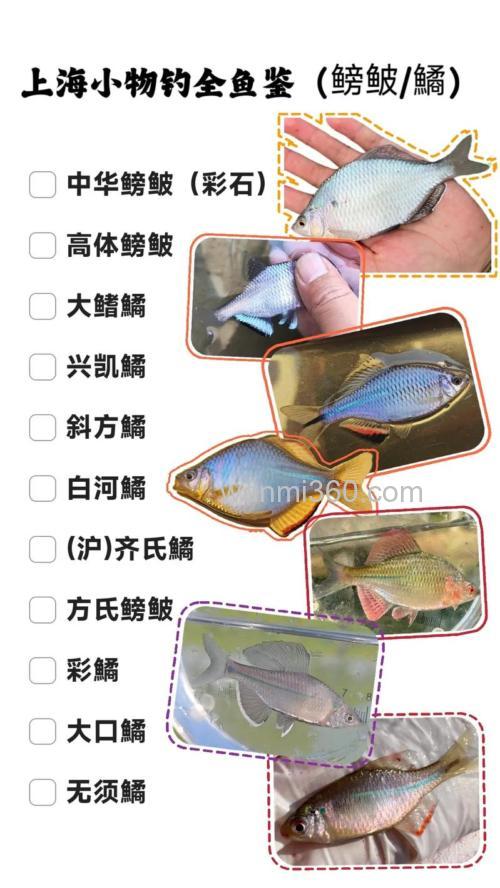 鳑鲏鱼几月份最好钓?
