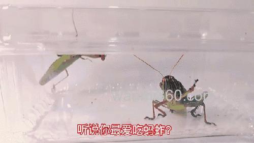 红眼蚂螂吃玉米吗?