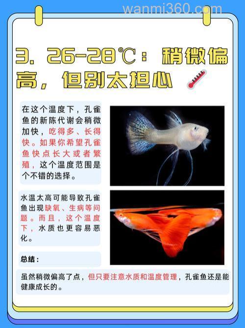 孔雀鱼是热带鱼还是冷水鱼?孔雀鱼水温多少度合适?