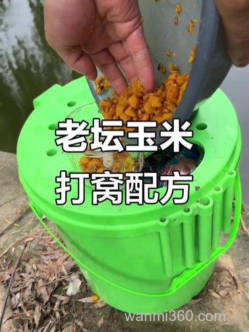 夏季夜钓用老坛玉米怎么提前打窝?