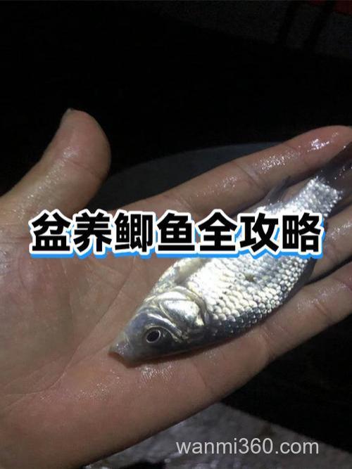 日本原装天之水鲫鱼添加剂怎么样