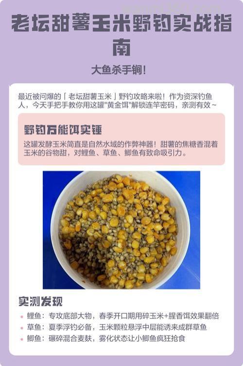 夏季野钓鲫鱼可以用甜薯玉米吗？
