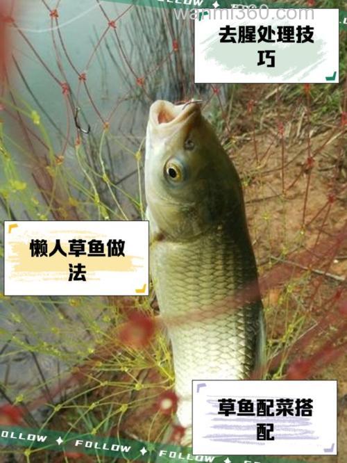 烟雨江湖草鱼做法?