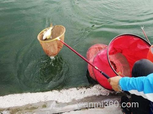 水库撒了鸡粪怎样施钓?