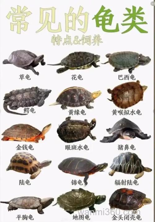 小烏龜吃什么?