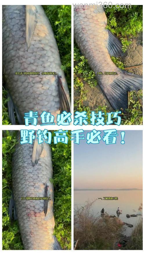 作钓青鱼实战招法,轻松助你钓获青鱼