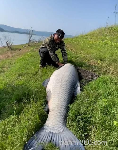 钓鱼人野钓的终极目标,野钓大青鱼