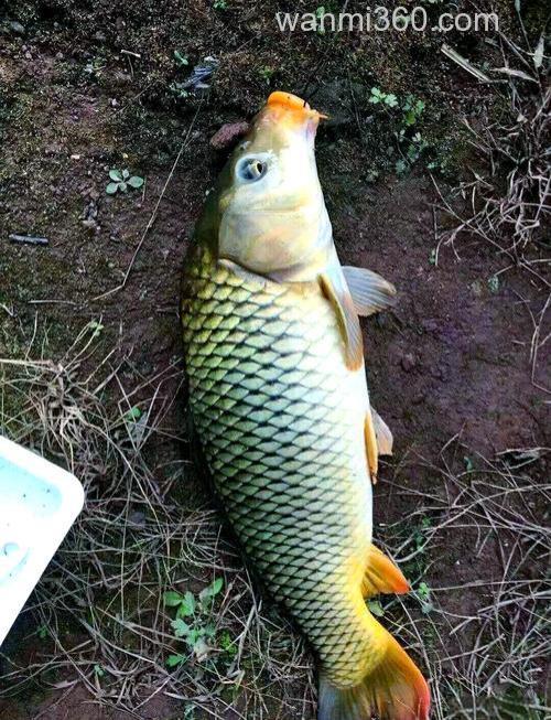 鱼塘钓鲤鱼
