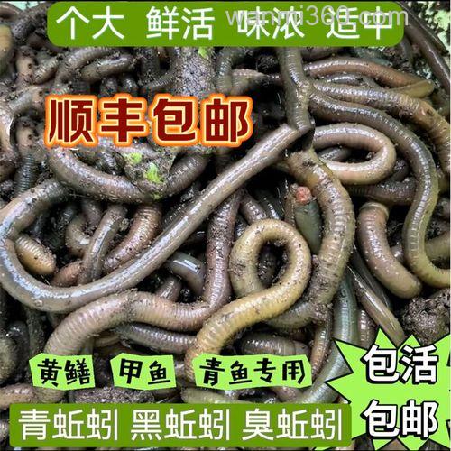 草鱼吃黑蚯蚓么？