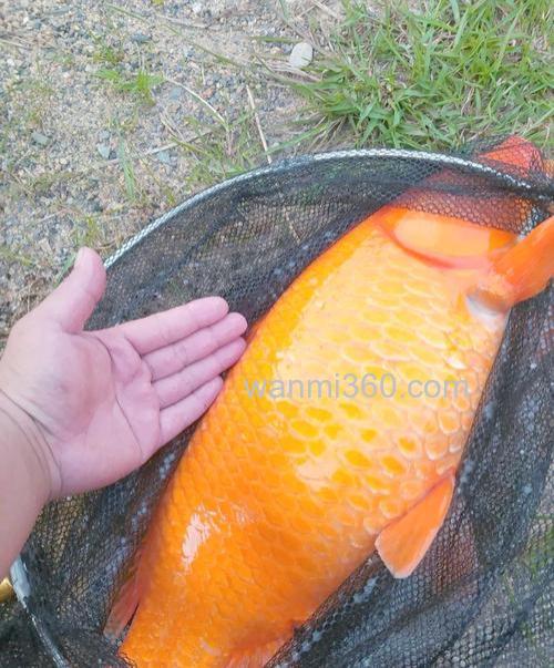 钓鱼钓到红鲤鱼有什么寓意吗?钓鱼钓到锦鲤什么预兆?