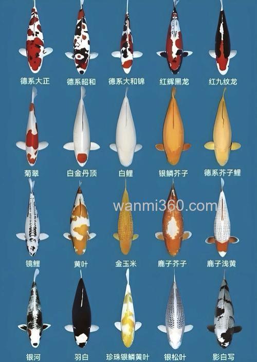锦鲤哪一种品种最好