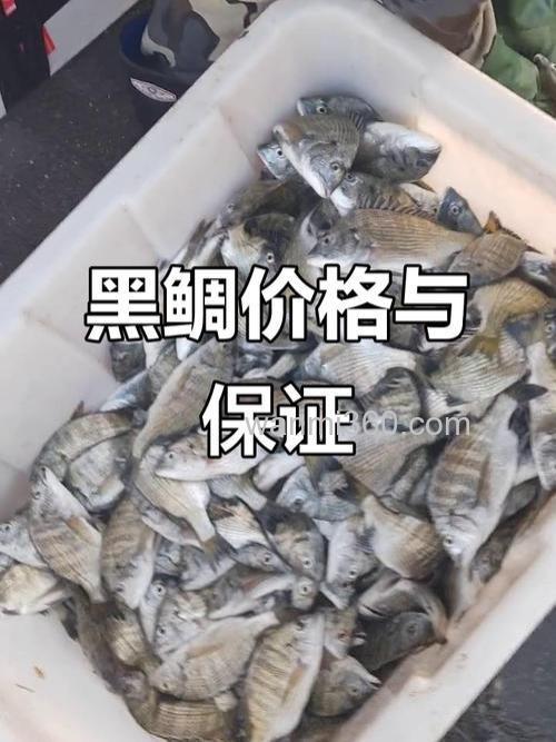 黑鲷鱼多少钱一斤?