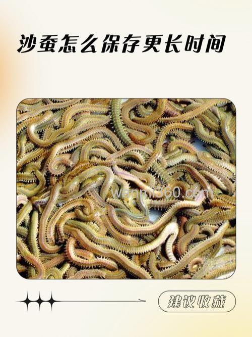 沙蚕是什么动物?能吃吗?一文全知晓
