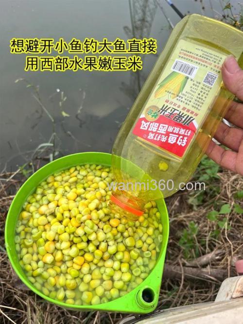 嫩玉米泡多长时间就可以钓鱼?