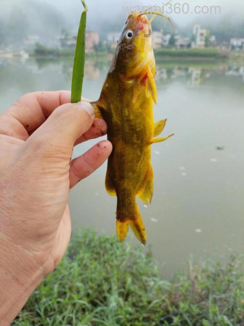 春季钓黄骨鱼怎么钓?