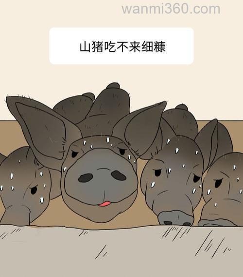 野猪喜欢酒糟吗?