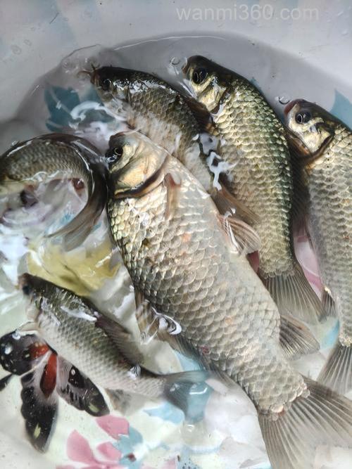 九月份钓鲫鱼老三样?