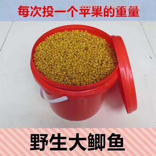 青鱼草鱼麦子做饵方法?