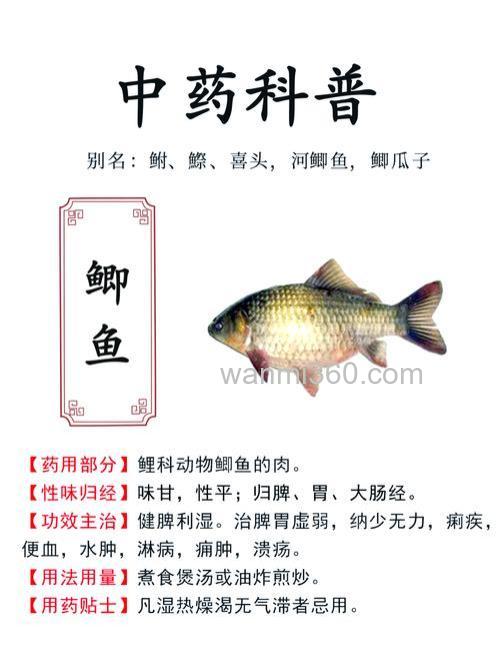 鲫鱼家中如何养吃什么?