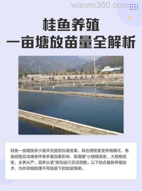 桂鱼一亩塘放多少苗?