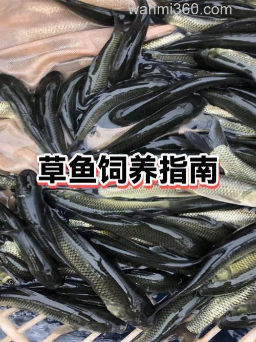 草鱼成群在水面转圈是病了吗