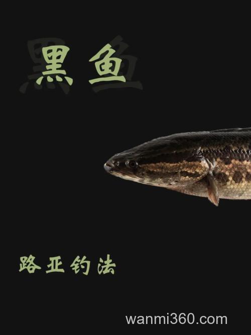 夏季黑鱼应该怎么钓?