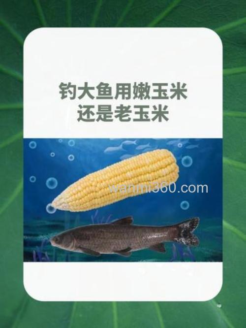 钓鲤鱼用玉米珍惜还是玉米面？