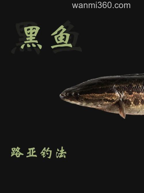 黑鱼这类凶猛鱼类如何垂钓?