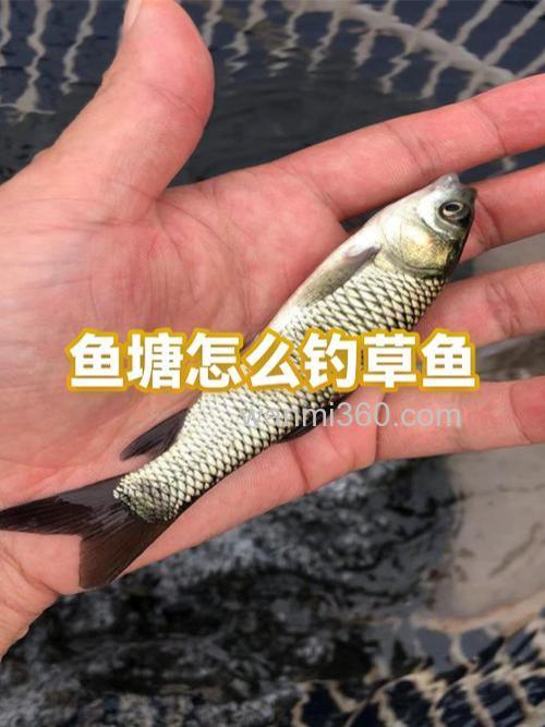 麦片钓草鱼配方?