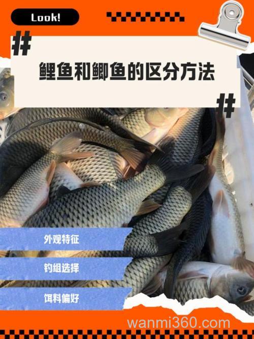 听说河虾是钓鲫鱼,鲤鱼的绝杀,有知道的吗