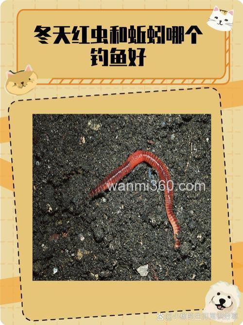 野钓到底是用商品饵好还是蚯蚓或红虫好