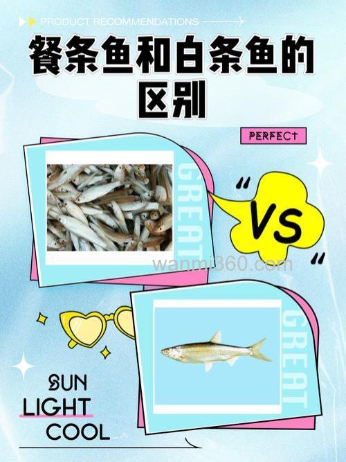 分不清餐条鱼和白条鱼?一文带你看懂两者区别!