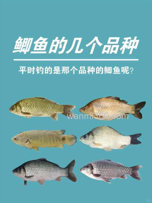 钓鲫鱼的三种西药?