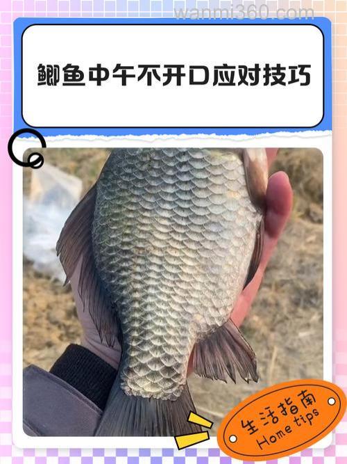 鲫鱼不开口的解决方法是什么?
