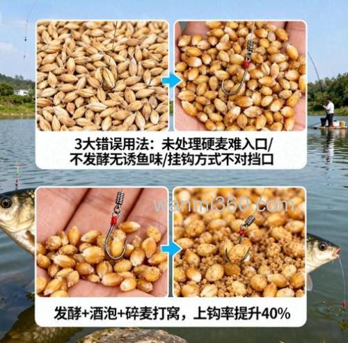 麦子钓鲫鱼怎样看？