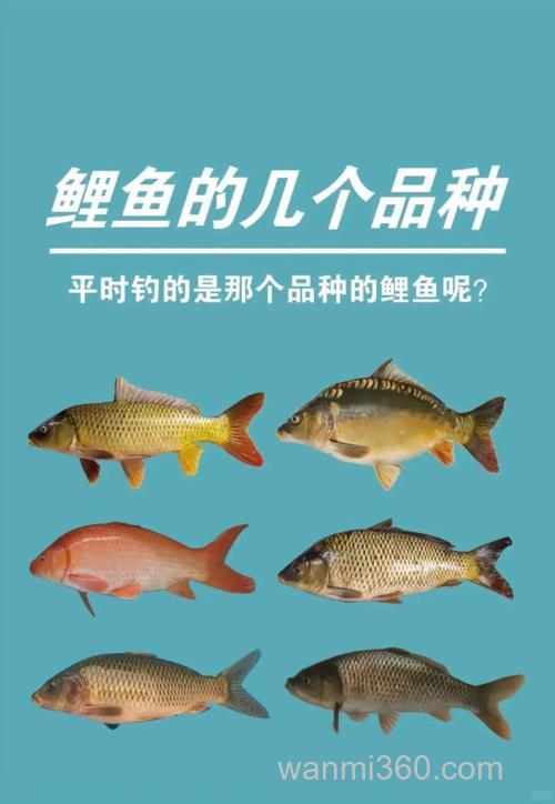 香油和面钓鲤鱼怎么样？